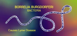 lyme-bacteria