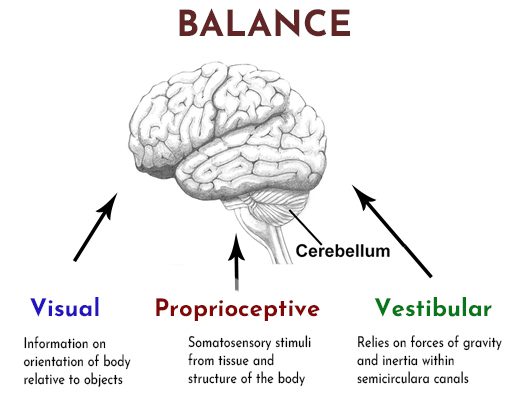 Balance and the brain
